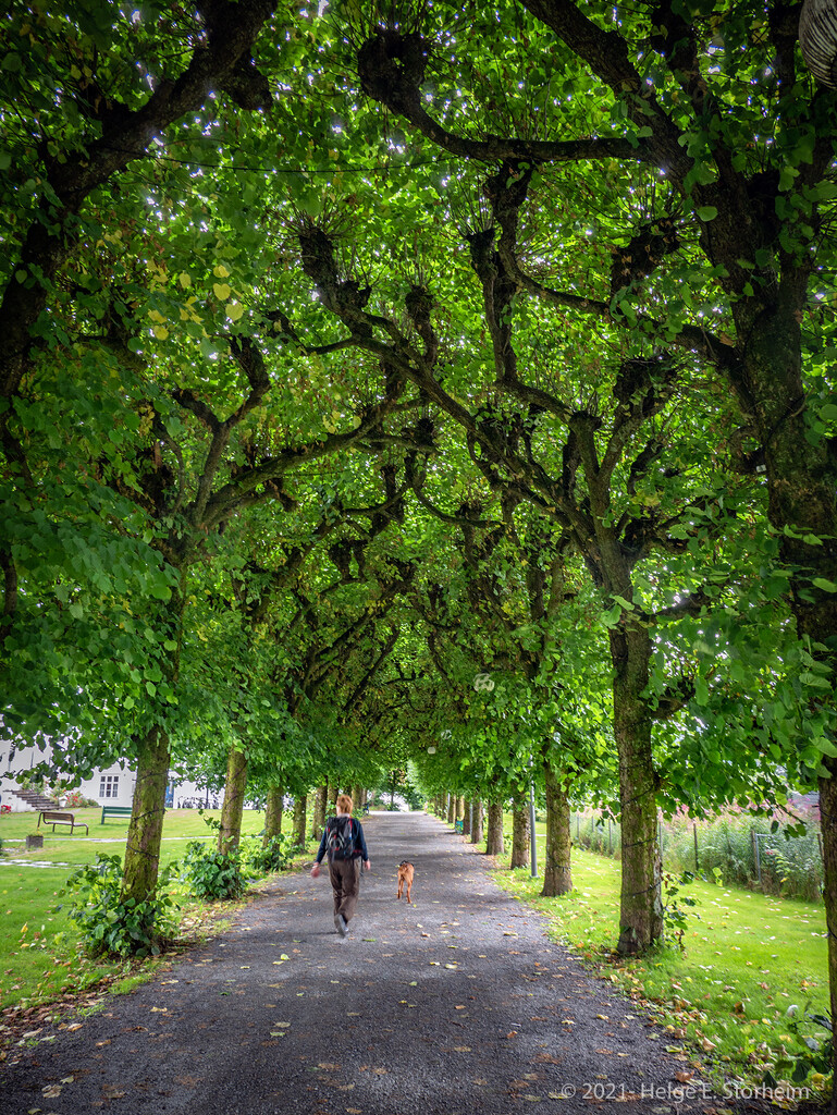 Walking the dog under the linden trees by helstor365