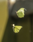 18th Aug 2021 - Butterflies in flight