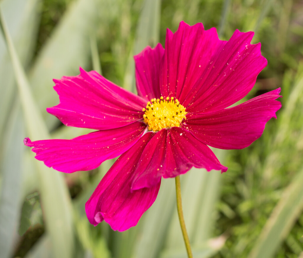 cosmos by busylady