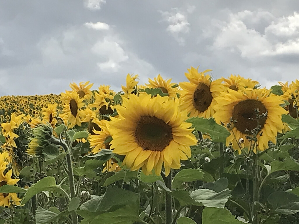 Sunflower Field by daffodill