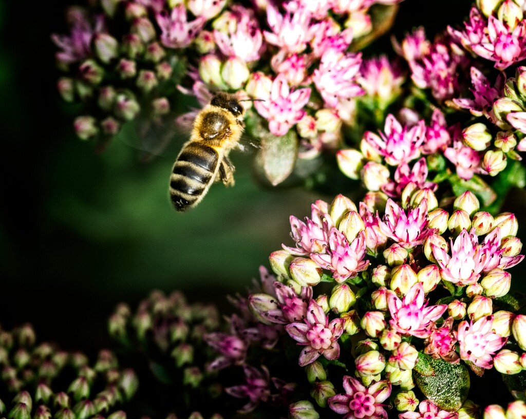 Busy Bee by billyboy