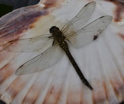 17th Aug 2021 - Dragonfly