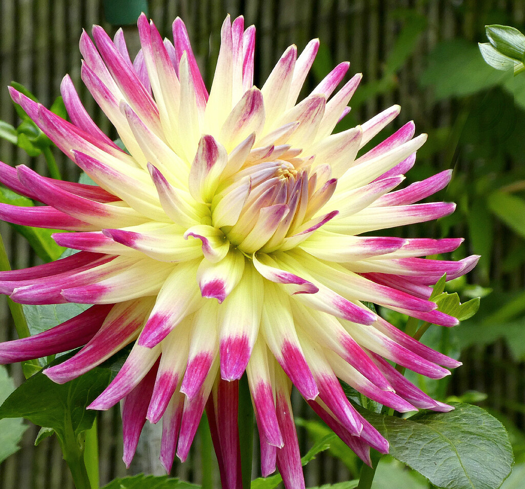 Spiky Dahlia by wendy frost · 365 Project