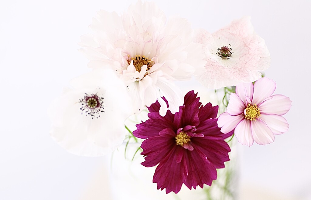 Cosmos & Poppies by carole_sandford