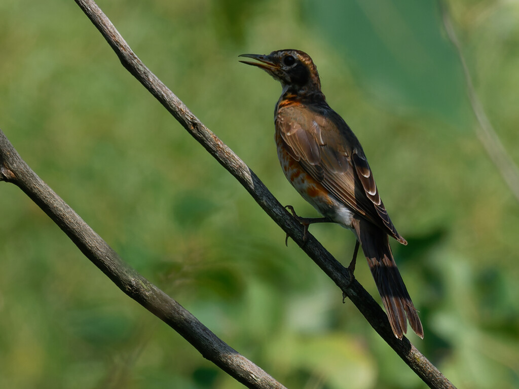American robin in the shadows  by rminer