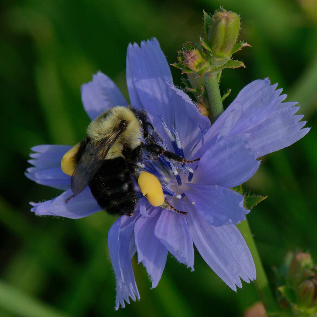 chicory and bumblebee by rminer