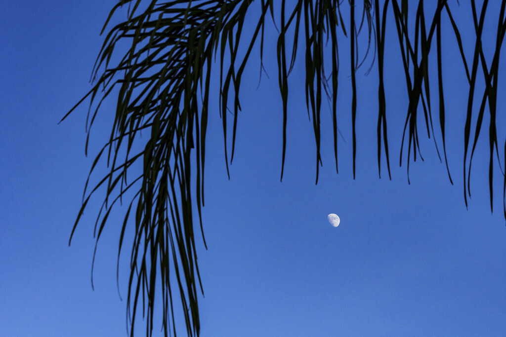 Palm Branch over Moon by k9photo