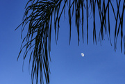 18th Aug 2021 - Palm Branch over Moon