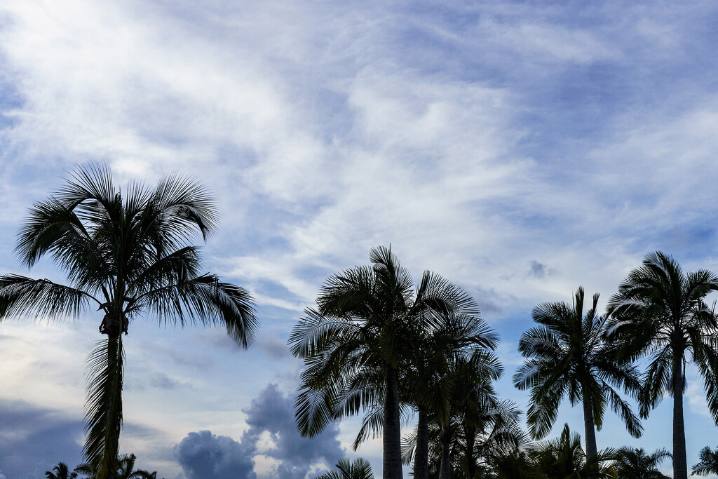 Palm Trees by k9photo