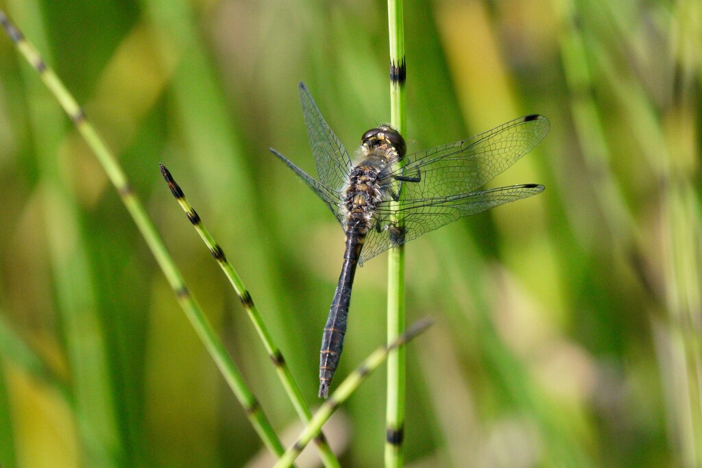 BLACK DARTER ON MARES TAIL by markp