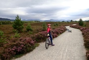 18th Aug 2021 - OUT IN THE HEATHER