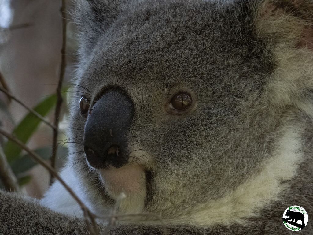 Matilda and friends by koalagardens
