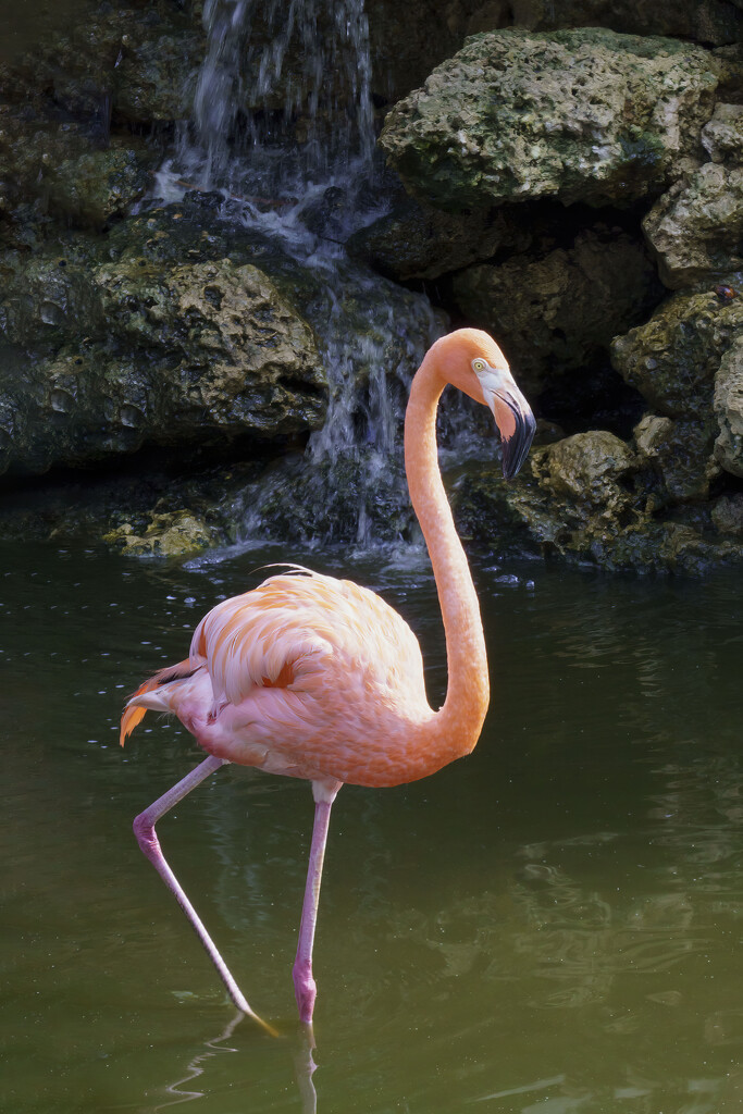 Flamingo Waterfall by kvphoto