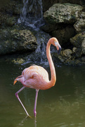 18th Aug 2021 - Flamingo Waterfall