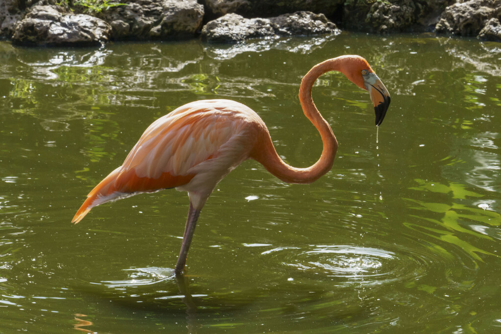 Flamingo by kvphoto