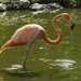 Flamingo by kvphoto