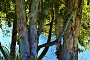 19th Aug 2021 -  A Beautiful Stand Of Paperbark Trees ~     