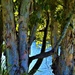  A Beautiful Stand Of Paperbark Trees ~      by happysnaps