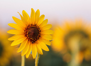 17th Aug 2021 - wild sunflower