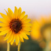 wild sunflower by aecasey