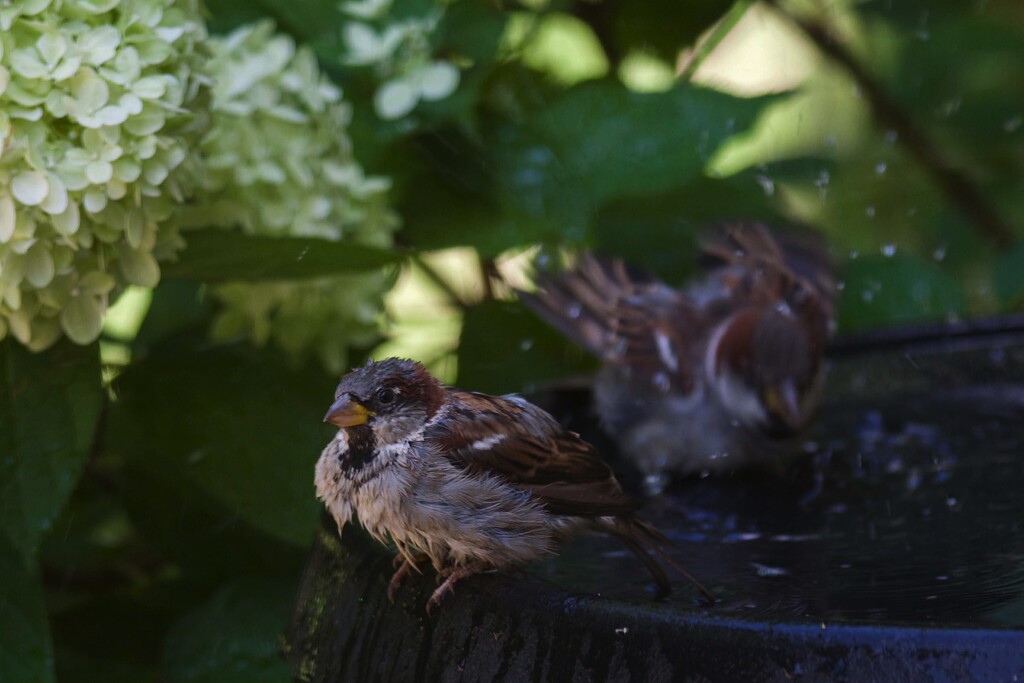 Sparrow splish splash by berelaxed