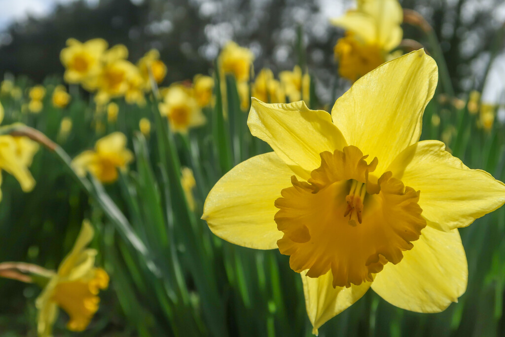 Daffodils galore! by creative_shots