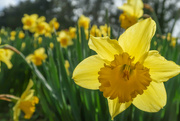 22nd Jul 2021 - Daffodils galore!