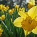 Daffodils galore! by creative_shots
