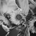 Film flowers by jackies365