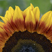 Sunflower layers by fayefaye