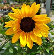 18th Aug 2021 - Sunflower