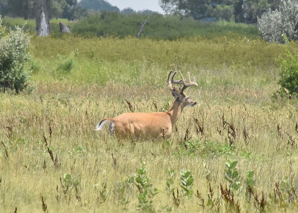 Buck in the Grass by genealogygenie