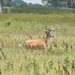 Buck in the Grass by genealogygenie