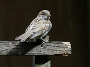 18th Aug 2021 - sparrow portrait3
