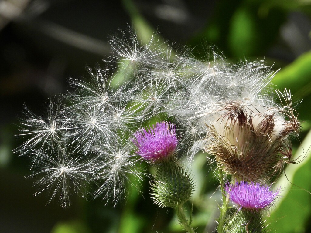 thistle explosion by amyk