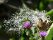 18th Aug 2021 - thistle explosion