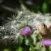 thistle explosion by amyk