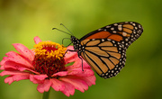 18th Aug 2021 - Monarch Butterfly!
