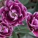 Purple Flowers by randy23