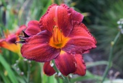 18th Aug 2021 - Daylilly