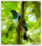 19th Aug 2021 - Kereru... New Zealand Native Wood Pigeon...