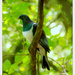 Kereru... New Zealand Native Wood Pigeon... by julzmaioro