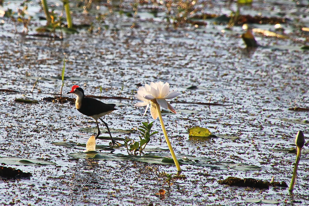 Comb Crested Jacana by terryliv