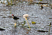 5th Aug 2021 - Comb Crested Jacana