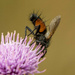 spikey bug by shepherdmanswife