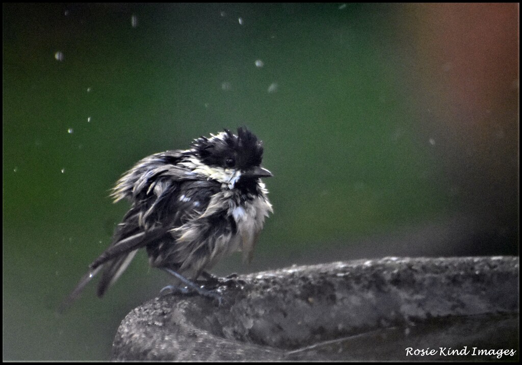 Have you ever seen such a scruffy little bird? by rosiekind