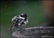19th Aug 2021 - Have you ever seen such a scruffy little bird?