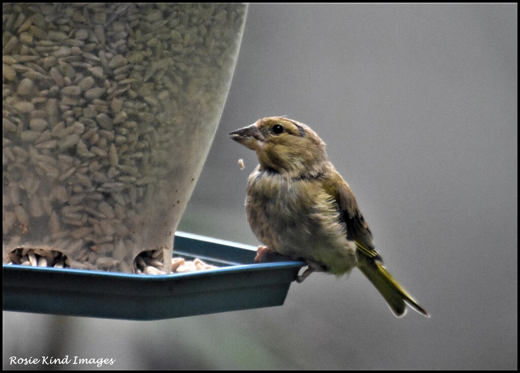 Young greenfinch by rosiekind