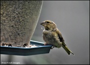 19th Aug 2021 - Young greenfinch