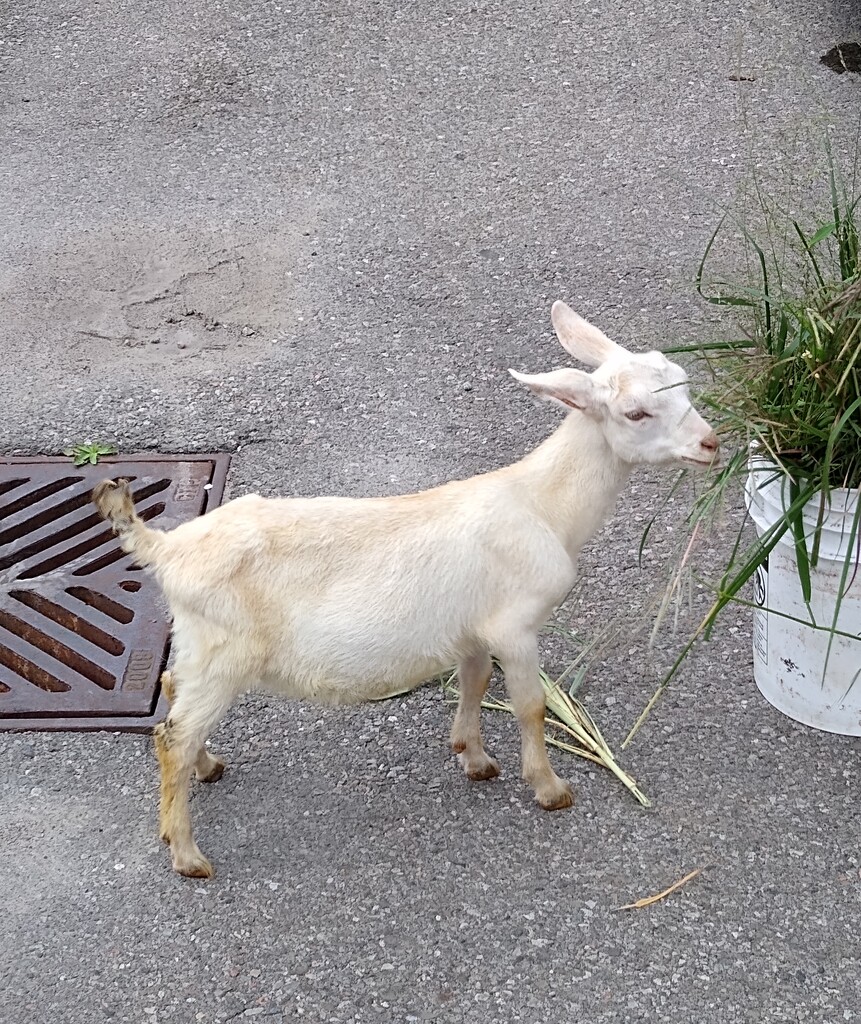 Meet Nibble's the Baby Goat by bruni